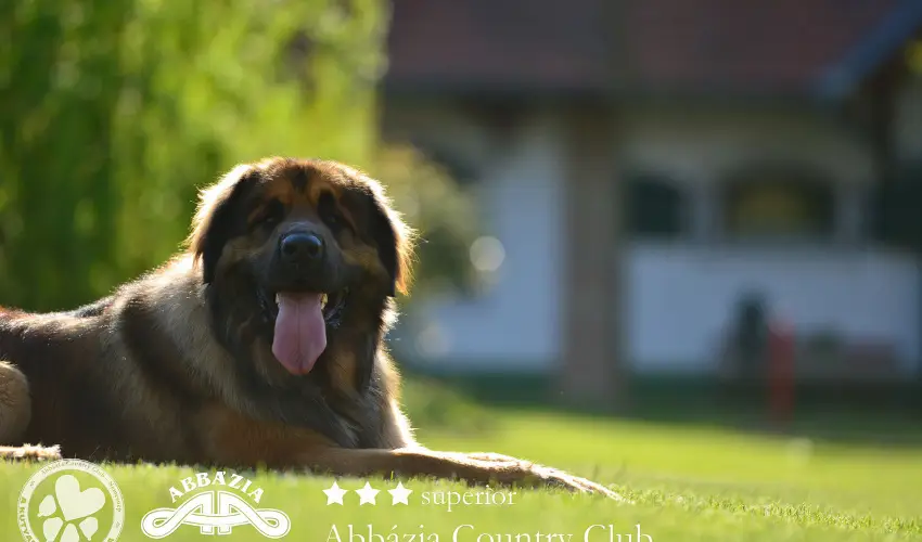 Abbzia Country Club Nemesnp - Pnksd - teljes elrefizetssel (min. 2 j)