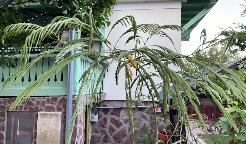 dm Apartman Balatonfldvr - Pnksd 