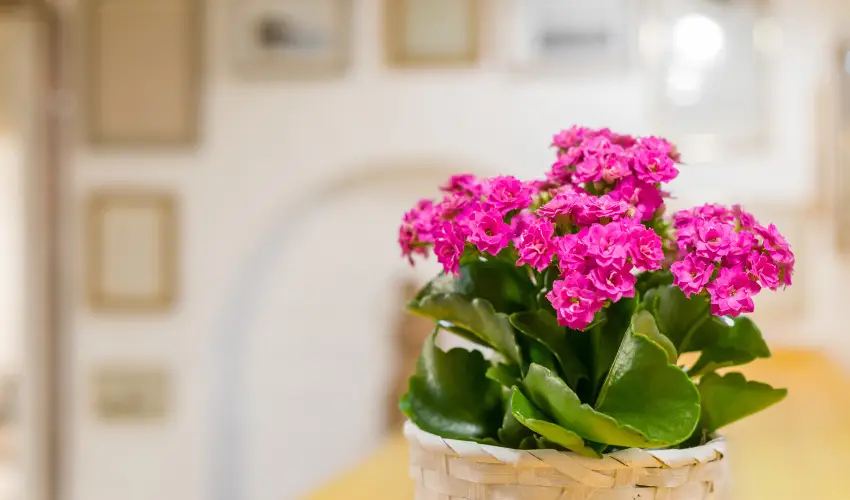 dm Apartman Balatonfldvr - Pnksd 