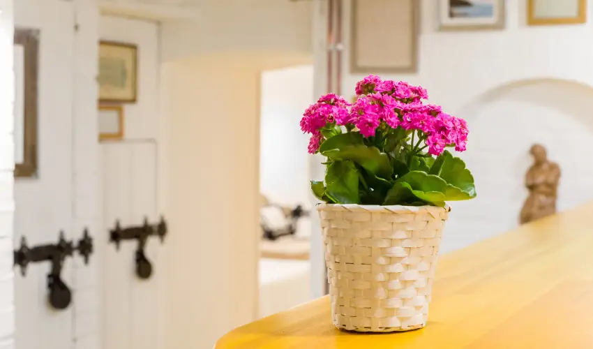 dm Apartman Balatonfldvr - Pnksd 