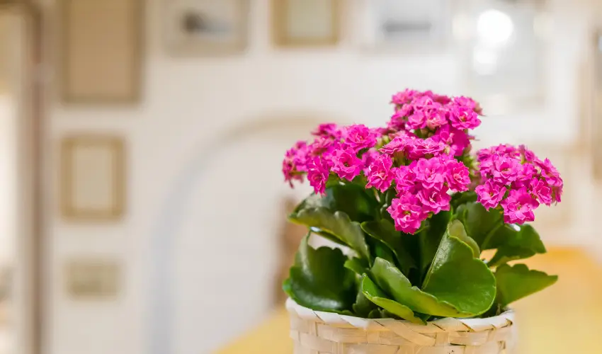 dm Apartman Balatonfldvr - Pnksd 