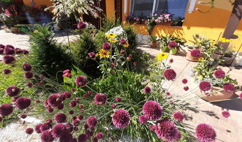 Andrea Vendghz Kehidakustny - Pnksd (min. 2 j)