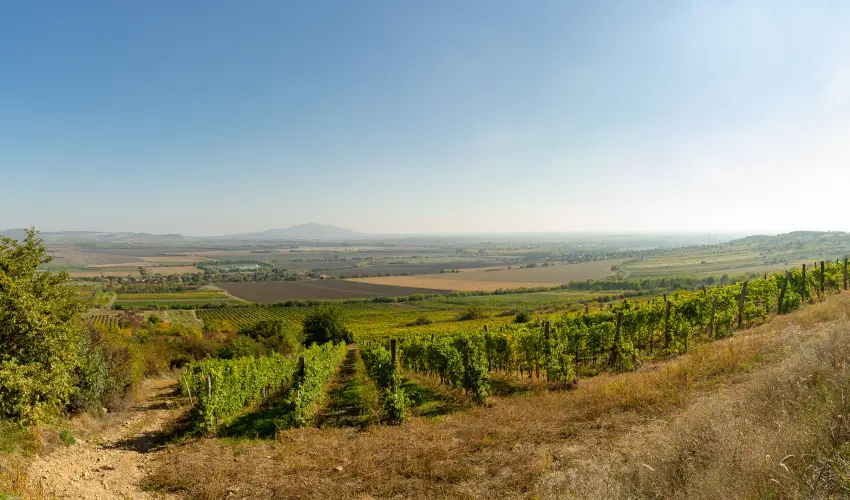 Angyal Bor�szat R�tka - P�nk�sd (min. 2 �j)