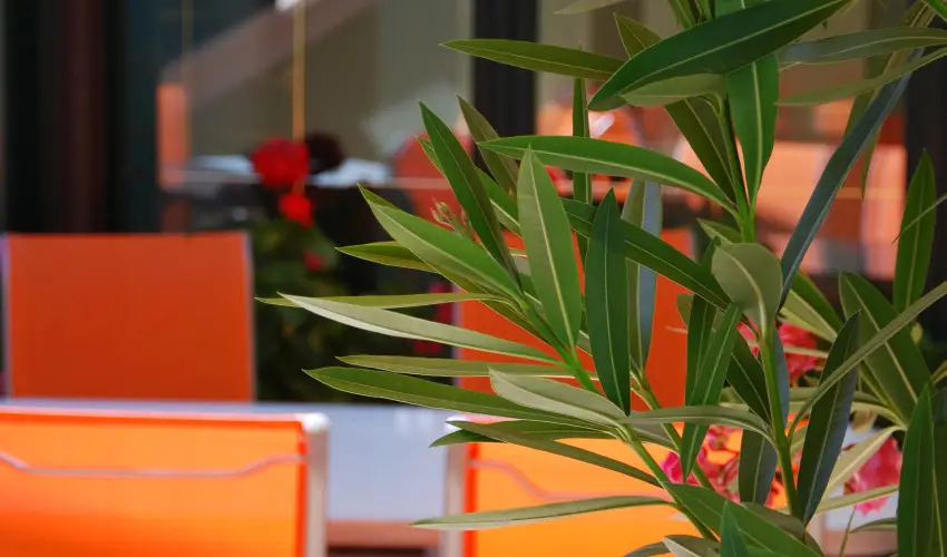 Bacchus Panzi Eger - Pnksd (min. 2 j)