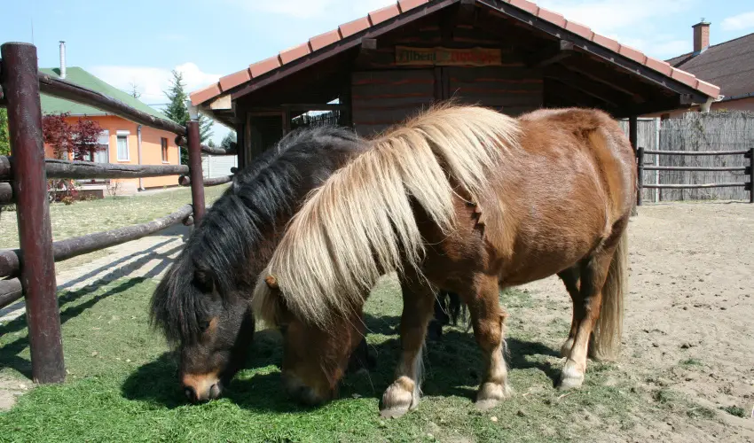 Bagolyvr Inrcs Inrcs - Pnksd 