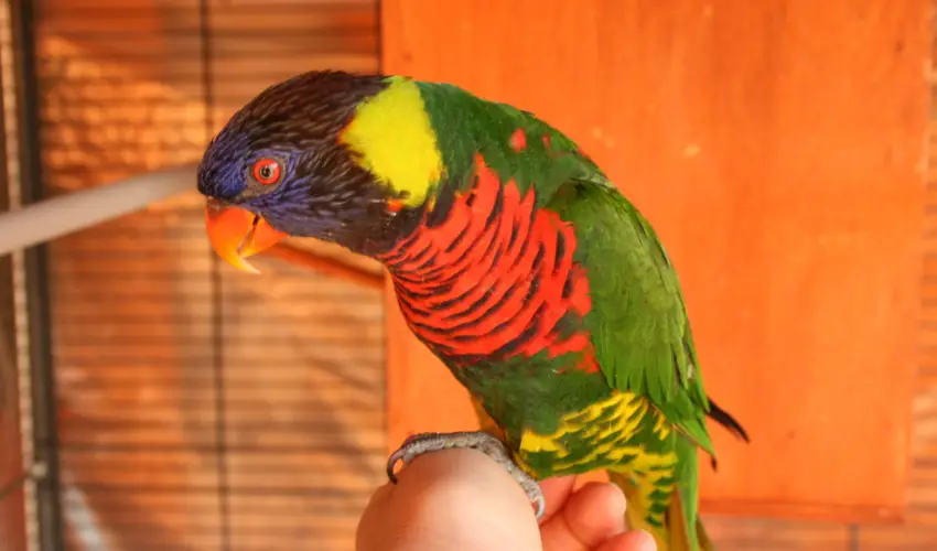 Bagolyvr Inrcs Inrcs - Pnksd 