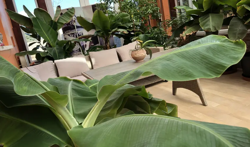 Bagolyvr Inrcs Inrcs - Pnksd 