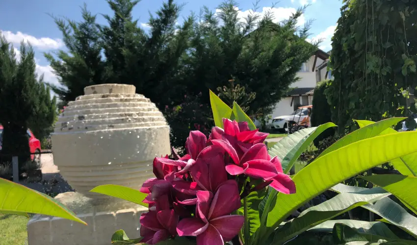 Bagolyvr Inrcs Inrcs - Pnksd 