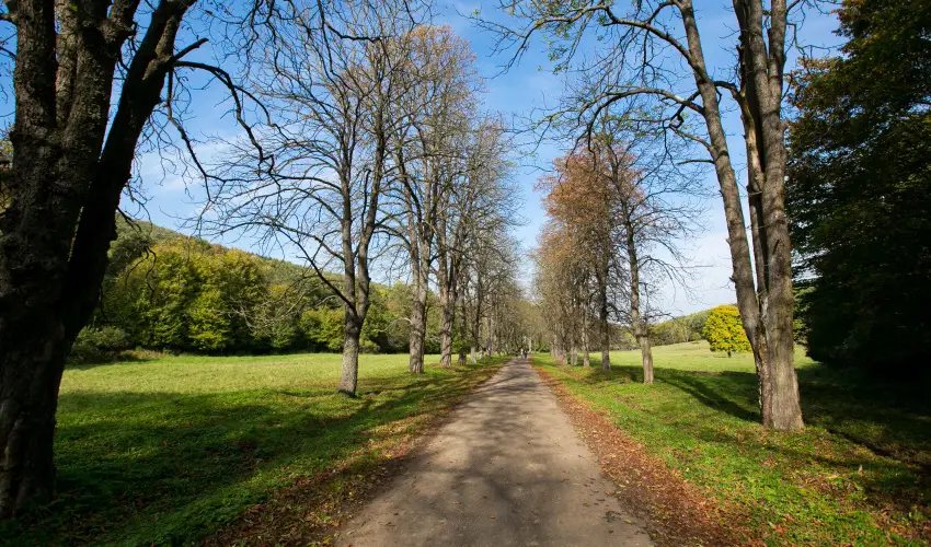 Borka Panzi Pardfrd - Pnksd