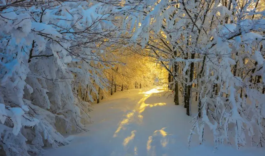 Borka Panzi Pardfrd - Pnksd