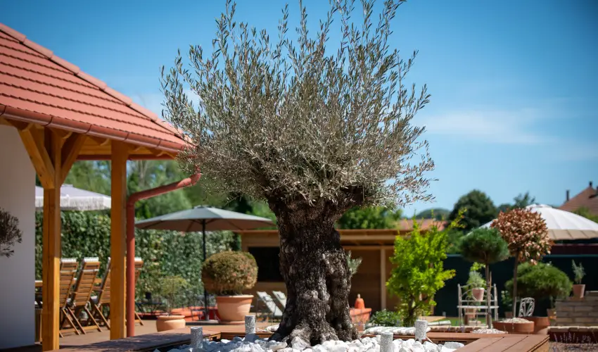 Casa Oliva Tokaj Tokaj - Pnksd