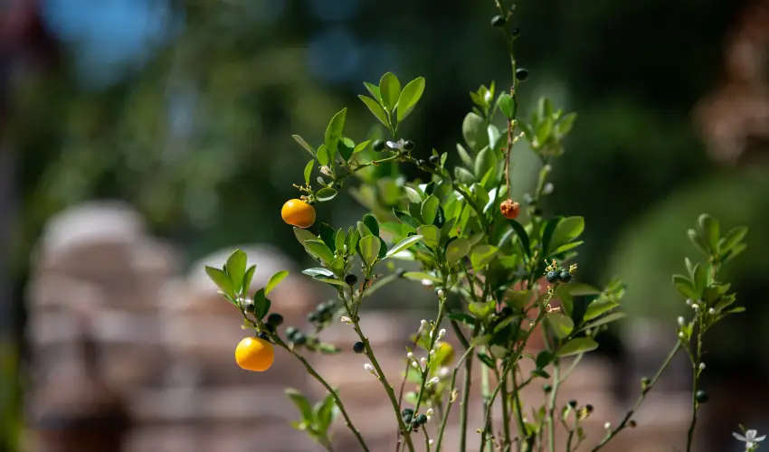 Casa Oliva Tokaj Tokaj - Pnksd