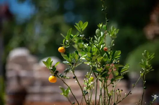 Casa Oliva Tokaj - Pnksd