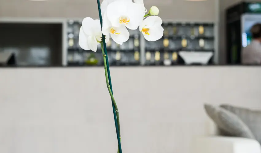 CE Napfny Hotel  Sifok - Pnksd