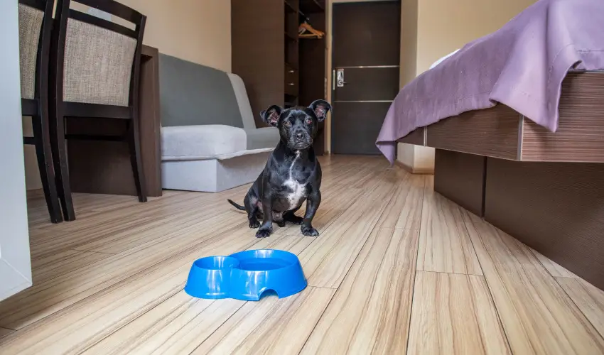 CE Plaza Hotel Si�fok - P�nk�sdi hossz� h�tv�ge Dollyval (min. 3 �j)