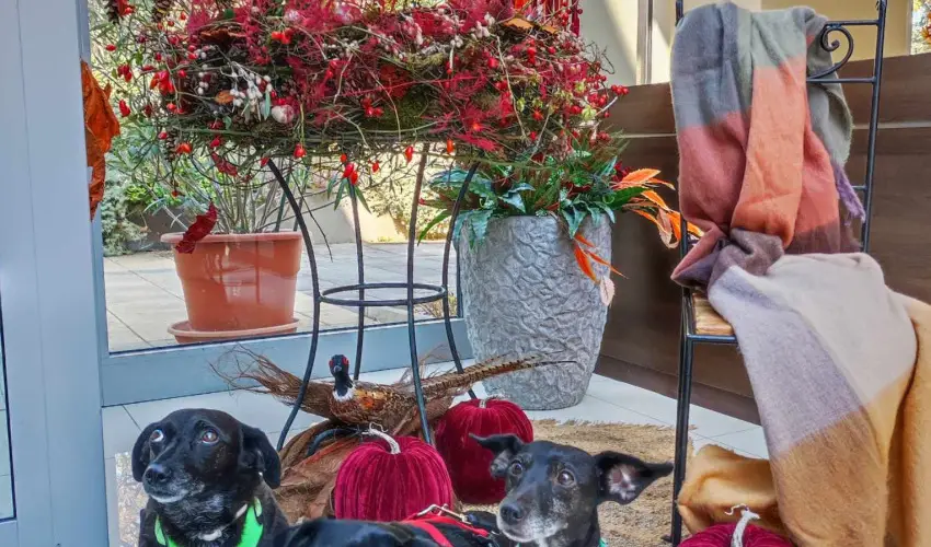 CE Plaza Hotel Si�fok - P�nk�sdi hossz� h�tv�ge Dollyval (min. 3 �j)