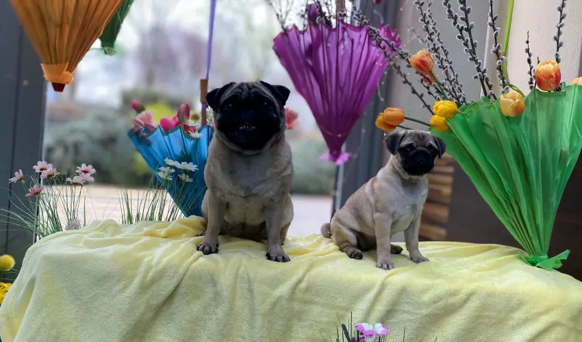 CE Plaza Hotel Si�fok - P�nk�sdi hossz� h�tv�ge Dollyval (min. 3 �j)