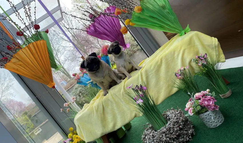 CE Plaza Hotel Si�fok - P�nk�sdi hossz� h�tv�ge Dollyval (min. 3 �j)