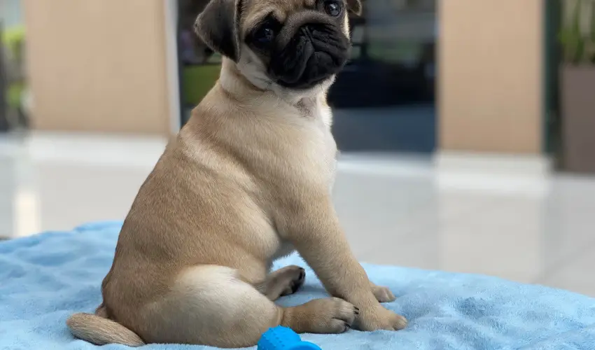 CE Plaza Hotel Si�fok - P�nk�sdi hossz� h�tv�ge Dollyval (min. 3 �j)