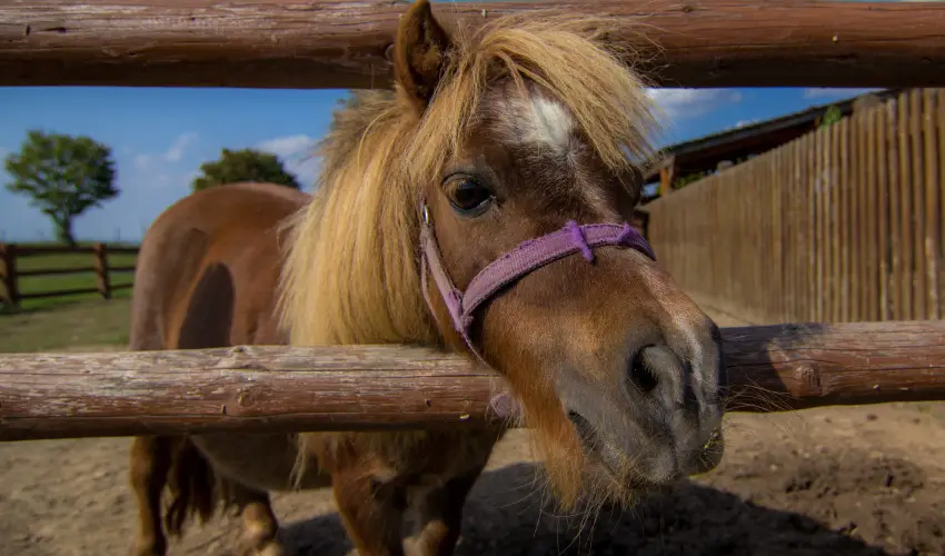 Csodaszarvas Tjpark Rbahdvg - Pnksd (min. 2 j)