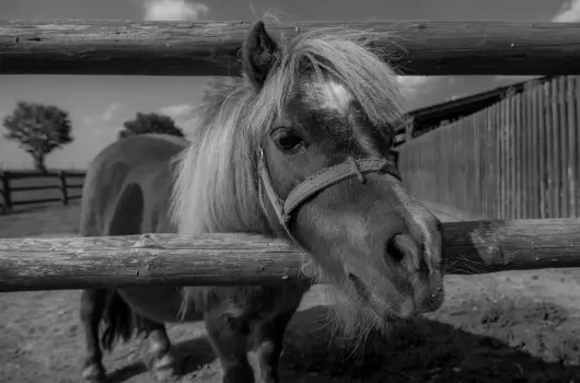 Csodaszarvas T�jpark - P�nk�sd (min. 2 �j)