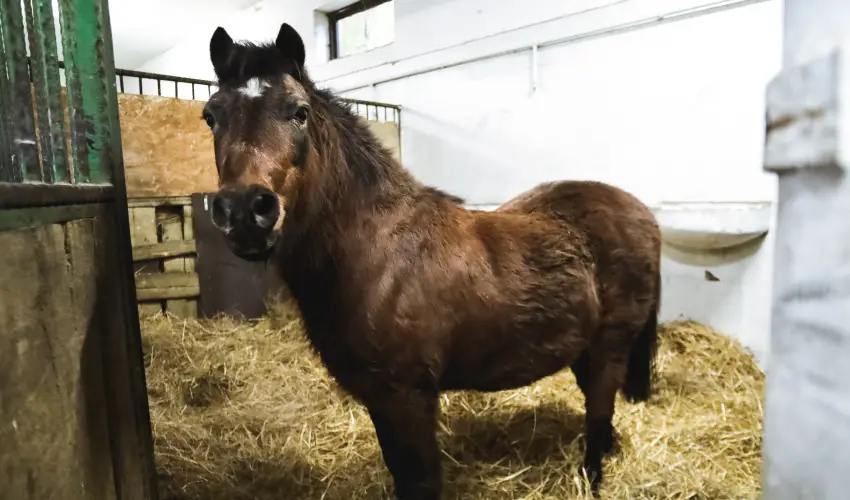 Eged Panzi� Eger - P�nk�sd