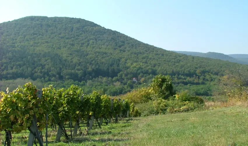 Szarvas Panzi� Erd�b�nye - P�nk�sd (min. 2 �j)