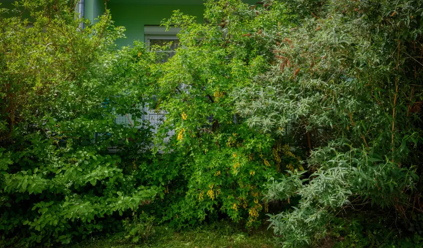 Erika Apartman Srvr - Pnksd (min. 2 j)