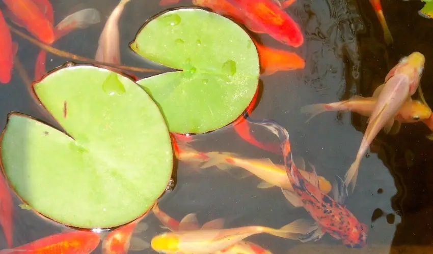 Fodor Hotel Gyula - P�nk�sd (min. 2 �j)