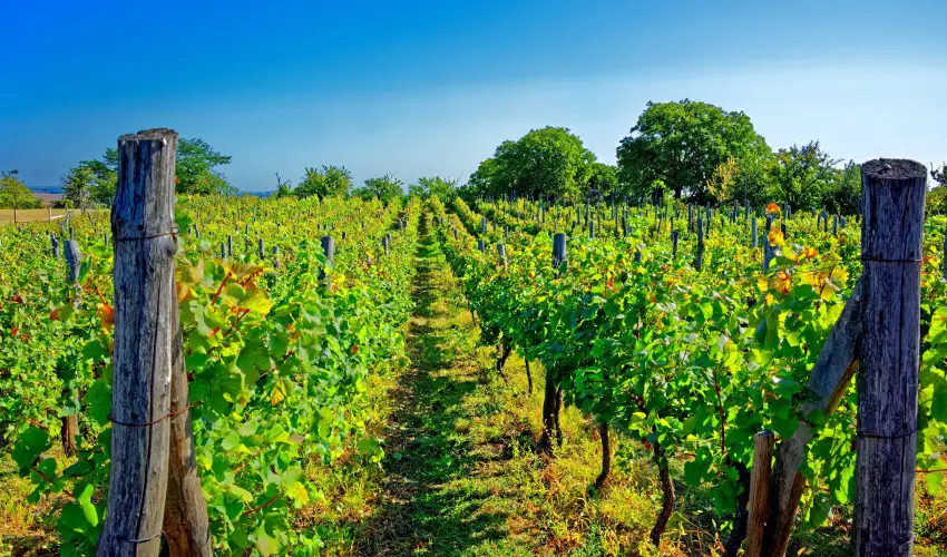 Fried Kast�ly Hotel Simontornya - P�nk�sd (min. 3 �j)