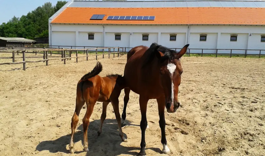 Geréby Kúria Hotel és Lovasudvar Lajosmizse - Pünkösd