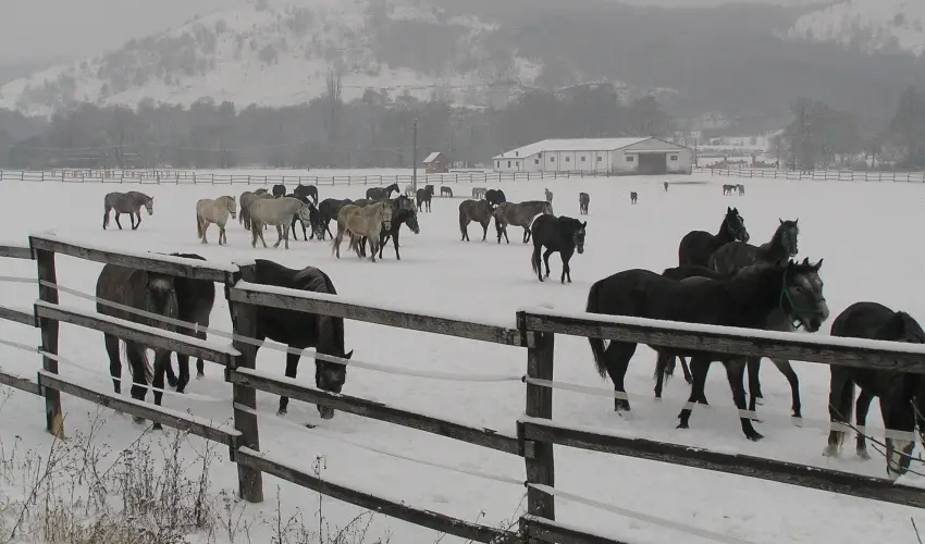 Aliz Villa Szilv�sv�rad - P�nk�sd (min. 2 �j)