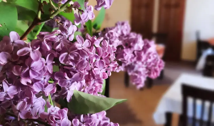 Aliz Villa Szilv�sv�rad - P�nk�sd (min. 2 �j)