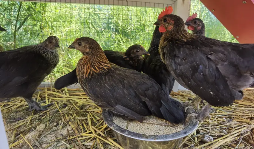 Helna Hotel & SPA Levl - Pnksd