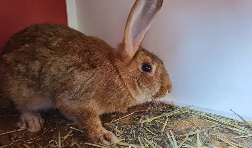 Helna Hotel & SPA Levl - Pnksd