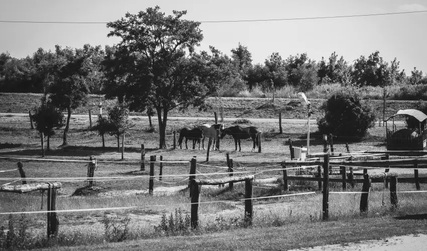 H�tk�ti Wellness Hotel & Lovaspark M�r - P�nk�sd