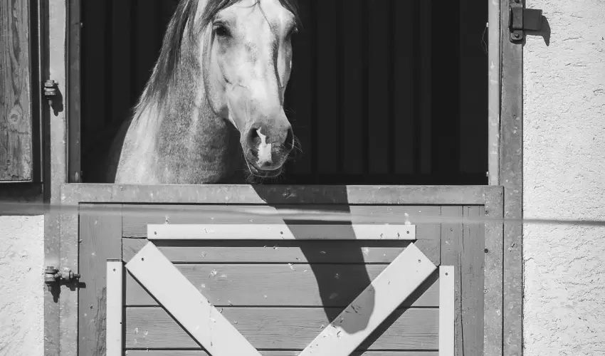 H�tk�ti Wellness Hotel & Lovaspark M�r - P�nk�sd