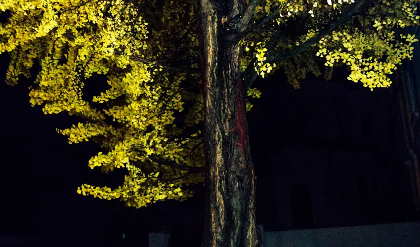 Hotel Ginkgo Hdmezvsrhely - Pnksd 