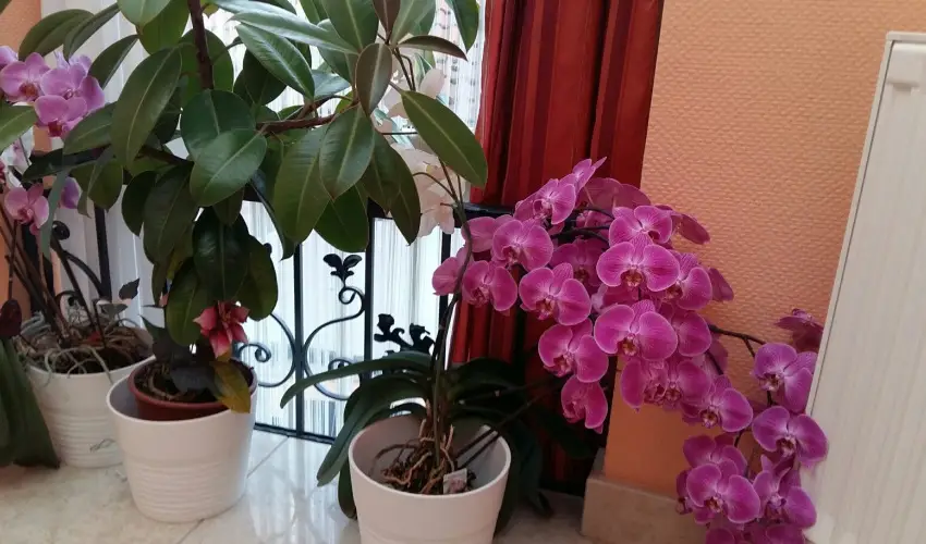 Hotel Isabell Gyr - Pnksd 