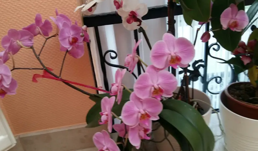 Hotel Isabell Gyr - Pnksd 