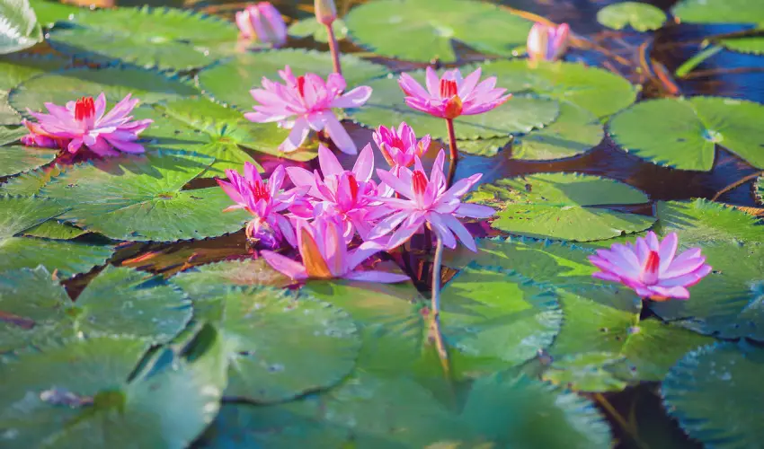 Hunguest Hotel Panor�ma H�v�z - P�nk�sdi pihen�s H�v�zen a Hunguest Panor�m�ban (min. 2 �j) 