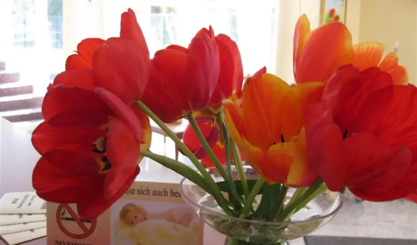 Sante Hvz Hvz - Pnksd (min. 2 j)