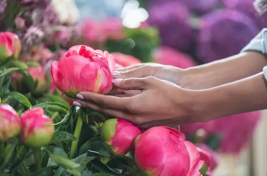 Silver Hotel - Pnksd (min. 2 j)