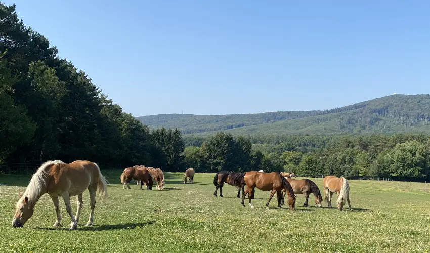 Hotel Szpalma Porva-Szpalmapuszta - Pnksd