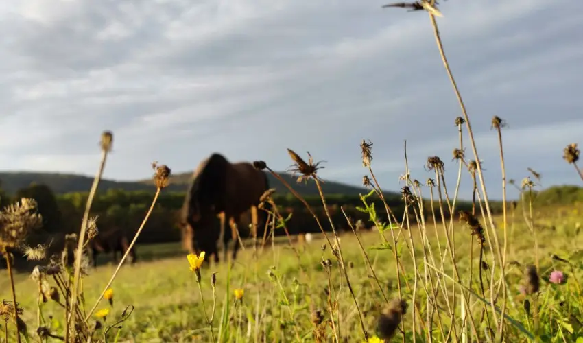 Hotel Sz�palma Porva-Sz�palmapuszta - P�nk�sd (min. 3 �j)