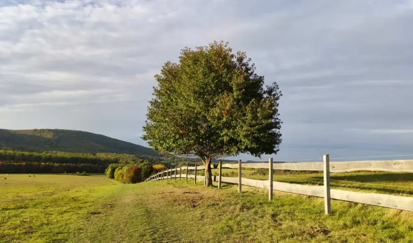 Hotel Sz�palma Porva-Sz�palmapuszta - P�nk�sd (min. 3 �j)