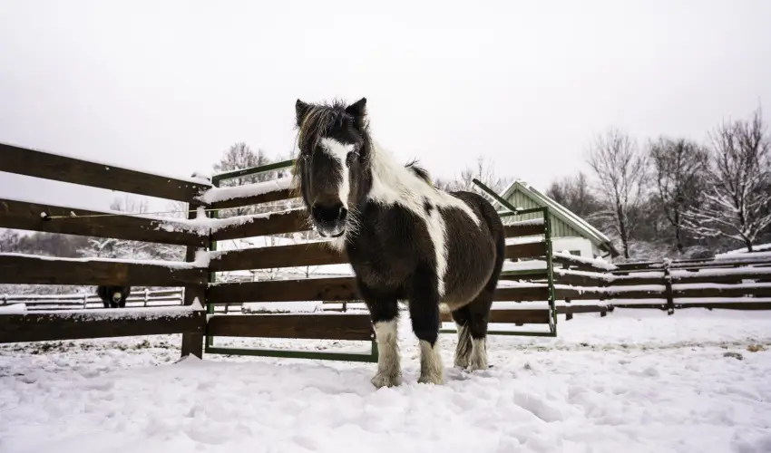 Hotel Sz�palma Porva-Sz�palmapuszta - P�nk�sd (min. 3 �j)