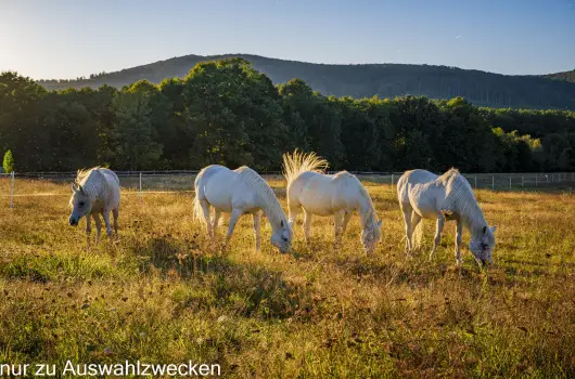 Hotel Sz�palma - P�nk�sdi hossz� h�tv�ge (min. 3 �j)