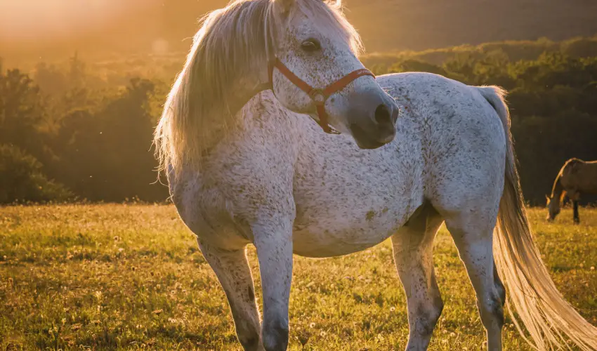 Hotel Sz�palma Porva-Sz�palmapuszta - P�nk�sd (min. 3 �j)