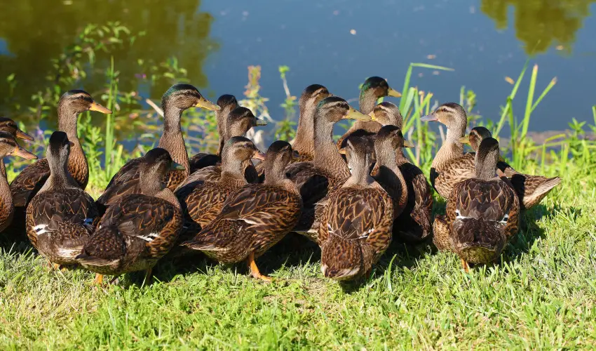 Terml Hotel Vesta Tpiszecs - Pnksd 